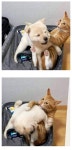 댕댕이 + 야옹이 = ? - DogDrip.Net 개드립