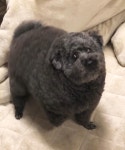 동글푸짐한 토이푸들 - DogDrip.Net 개드립