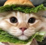 단또버거 - DogDrip.Net 개드립