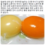 일본의 계란 노른자가 더 주황빛을 띄는 이유 - DogDrip.Net 개드립