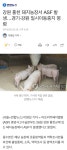 강원 홍천 돼지농장서 ASF 발생… - DogDrip.Net 개드립