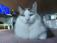 3개월 랙돌보고 4개월 랙돌 올린다 - DogDrip.Net 개드립