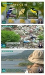 새 소리가 사라지고 있다 - DogDrip.Net 개드립