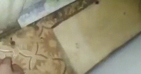 판도라의 상자.gif - DogDrip.Net 개드립