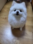 댕댕싸 털 깎음 - DogDrip.Net 개드립