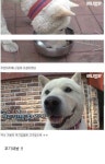 친구가 죽어서 밥을 안먹는 강아지 - DogDrip.Net 개드립