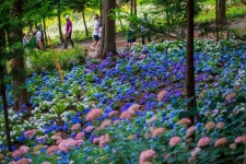 [사진6장/15MB]보성 윤제림 수국원 - DogDrip.Net 개드립