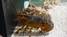 신기한 바닷가재의 재생력.jpg - DogDrip.Net 개드립