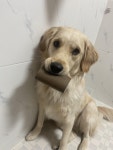 울집 골댕이 - DogDrip.Net 개드립