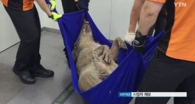 서울 중계동 은행에 멧돼지 출몰. - DogDrip.Net 개드립