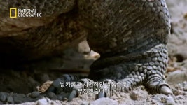 왕도마뱀 vs 벌꿀오소리 - DogDrip.Net 개드립
