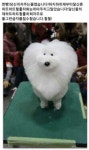담신믄 네모네모 멈뭄미와 눈미 마주치고 말맜습니다! - DogDrip.Net 개드립