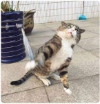 표정천재 단또 - DogDrip.Net 개드립