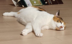 실시간 우리집 애옹이 - DogDrip.Net 개드립