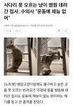 사다리 못 오르는 고양이 병원 데려간 집사... 운동에 재능 없어 - DogDrip.Net 개드립