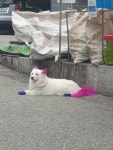 우리동네 자유롭게 돌아다니는 패션강아지 - DogDrip.Net 개드립