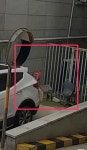 CU본사 민원요청건)편의점 주변 길단또 서식지 - DogDrip.Net 개드립
