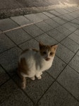 CU본사 민원요청건)편의점 주변 길단또 서식지 - DogDrip.Net 개드립