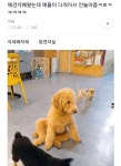 애견카페 간 강아지가 시무룩한 이유 - DogDrip.Net 개드립