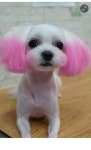 가급적 피해야 하는 개주인 - DogDrip.Net 개드립