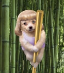 본인 개죽이 역겨움 - DogDrip.Net 개드립