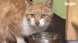 (감동 실화) 매일 봉지 도시락 배달하는 고양이 동숙이 - DogDrip.Net 개드립