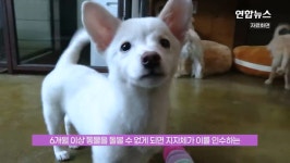 이기영이 키우던 개,고양이는 어떻게 되나 - DogDrip.Net 개드립