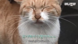 (감동 실화) 매일 봉지 도시락 배달하는 고양이 동숙이 - DogDrip.Net 개드립