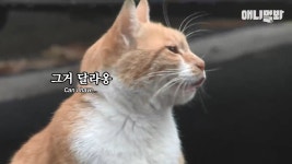 (감동 실화) 매일 봉지 도시락 배달하는 고양이 동숙이 - DogDrip.Net 개드립