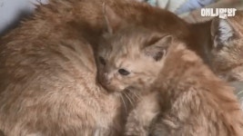 (감동 실화) 매일 봉지 도시락 배달하는 고양이 동숙이 - DogDrip.Net 개드립