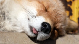 개드립 간 잠자는 여우 사진 시리즈.jpg - DogDrip.Net 개드립