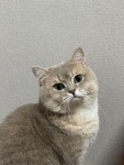 우리집 고양이3 - DogDrip.Net 개드립