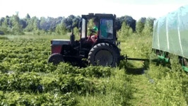 호주 워홀 딸기농장..인간수확기...gif - DogDrip.Net 개드립