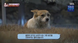 [스압] 회전 교차로 위에서 출산한 로리 - DogDrip.Net 개드립