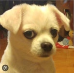 벼락 스타가된 남자 - DogDrip.Net 개드립