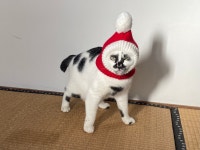 못생겼지만 귀여운 단또 - DogDrip.Net 개드립