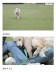 자꾸 똥을 싸는 강아지 어떻게 하면 좋죠? - DogDrip.Net 개드립