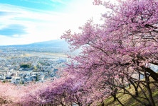 일웹펌) 벚꽃 만개가 시작된 일본의 거리&풍경 - DogDrip.Net 개드립