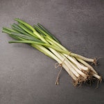 파라오 - DogDrip.Net 개드립