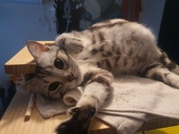 일주일안에 아기나올듯 (단또) - DogDrip.Net 개드립