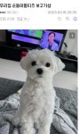 출근길 힐링하면서 가라고 멍갤 념글 캡쳐해옴.jpg - DogDrip.Net 개드립