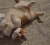 우리집 고양이 (였던것...) - DogDrip.Net 개드립