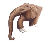 이중에서 상상 속의 동물을 찾아보세요 - DogDrip.Net 개드립