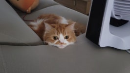 우리집 고냥이 보고가 - DogDrip.Net 개드립