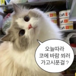 나 귀여운 사진들 찾았어 - DogDrip.Net 개드립