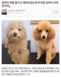 강아지 미용 맡기고 데리러갔는데 우리집 강아지 사라진거야 - DogDrip.Net 개드립