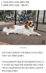 바둑이가 개 이름으로 근본있는 이유 - DogDrip.Net 개드립