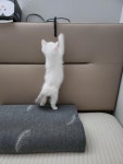 자는데 아깽이가 성질내서 깼다 - DogDrip.Net 개드립