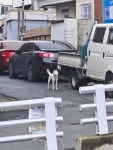 진짜 견주 레전드네 - DogDrip.Net 개드립