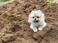 [개] 심심해서 올려보는 개 생존 보고 - DogDrip.Net 개드립